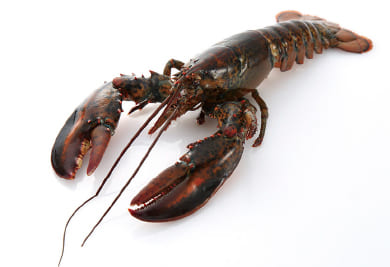 オマールUHPホール