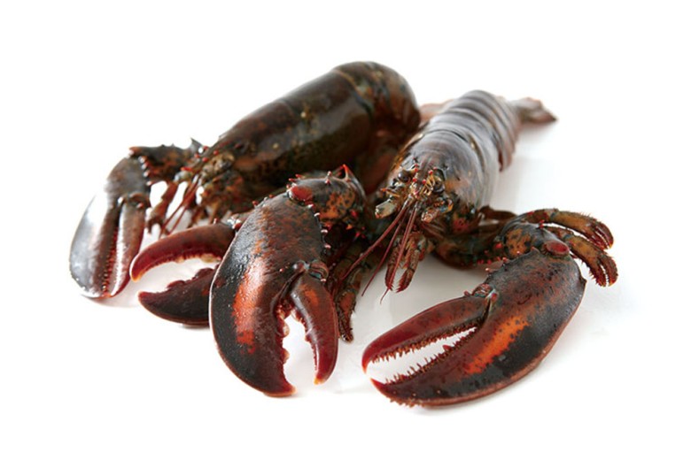 UHP（ウルトラ・ハイプレッシャー）オマールが新たな可能性を提案！